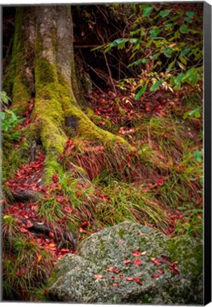 Framed Along the Forest Path Print