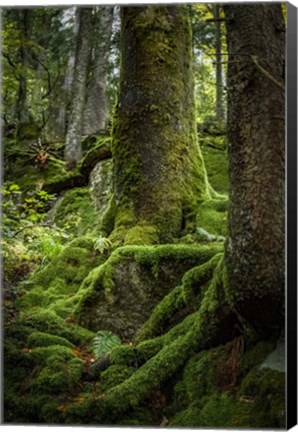 Framed Ancient Forest Print