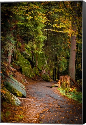 Framed Foret Path Print