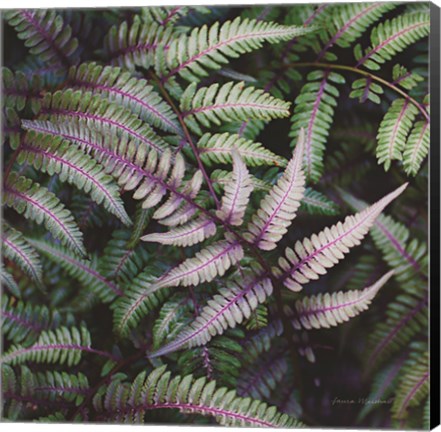 Framed Funky Ferns VI Print