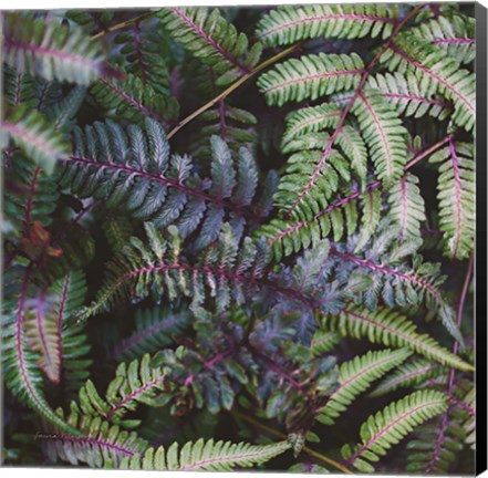 Framed Funky Ferns V Print