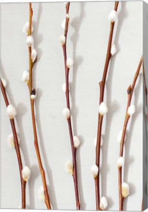 Framed Willow - Pussy Palm Print