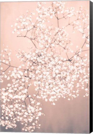 Framed Pink Gyposphilia Print