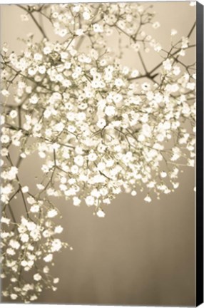 Framed Still Life Floral Print