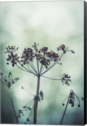 Framed Autumn Seeds - Queen Anne's Lace Print