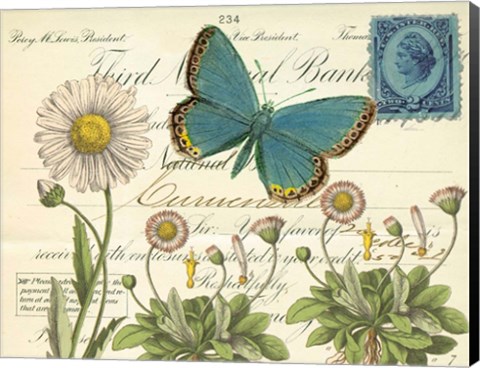 Framed Turquoise Butterfly and Daisies Print