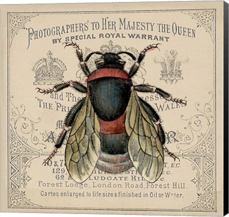 Framed Red Bee Print