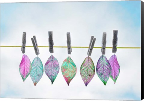 Framed Leaves on Clothes Line Print