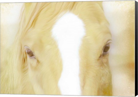 Framed Innocent Eyes of a Horse Print