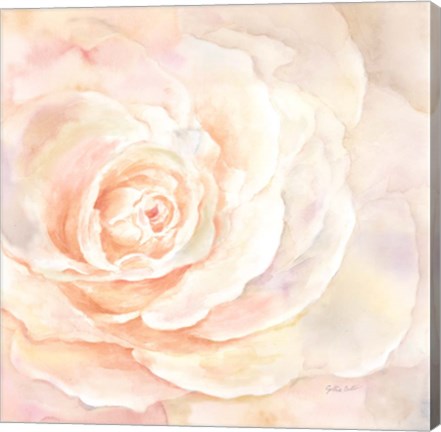 Framed Blush Rose Closeup I Print