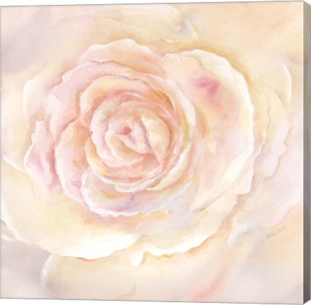 Framed Blush Rose Closeup II Print