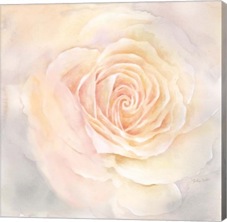 Framed Blush Rose Closeup III Print