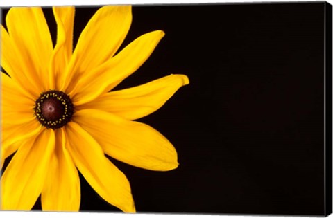 Framed Black Eyed Susan I Print