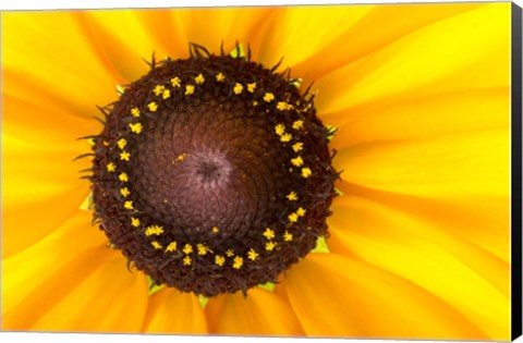 Framed Black Eyed Susan II Print