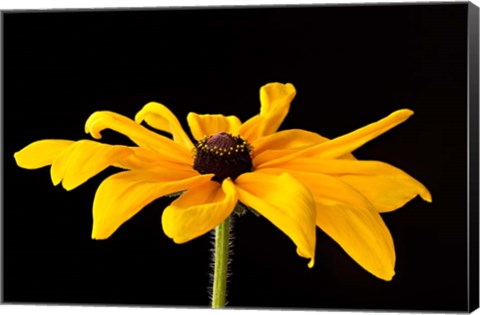 Framed Black Eyed Susan III Print