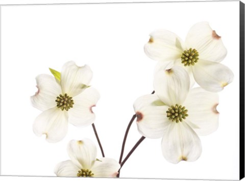 Framed Dogwood Garland Print