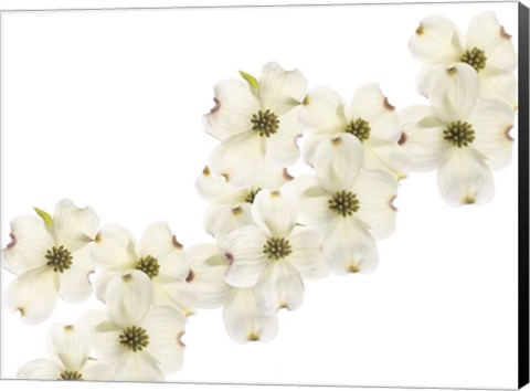 Framed Dogwood Beauty Print