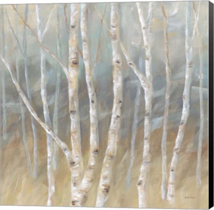 Framed Silver Birch Square Print