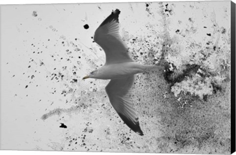 Framed Splash Of Gull Print