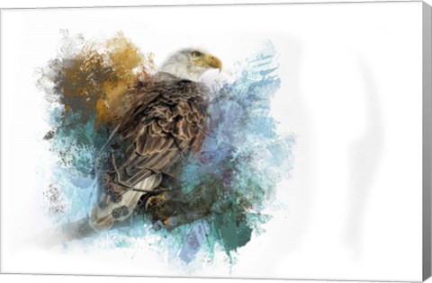 Framed Expressions Bald Eagle Print