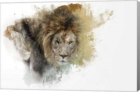 Framed Expressions Lion Print