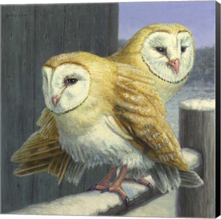 Framed Barn Owl Couple Print
