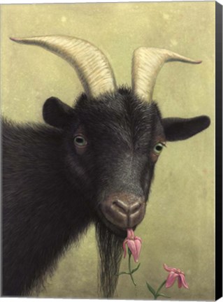 Framed Black Goat Enjoying a Pink Flower Print