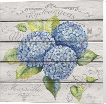 Framed Blue Hydrangeas Print