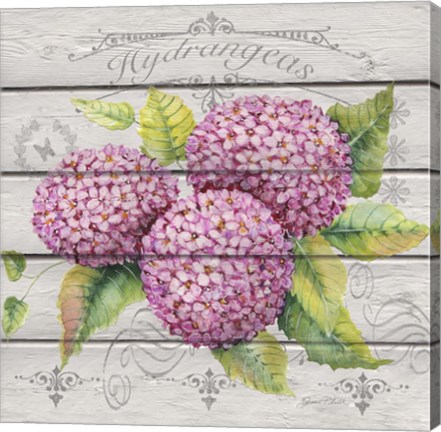 Framed Pink Hydrangeas Print