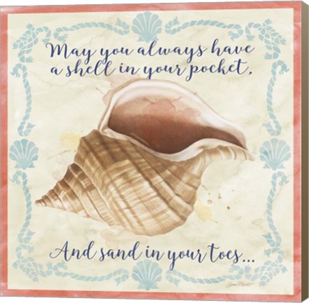 Framed Sea Shells  -  B Print