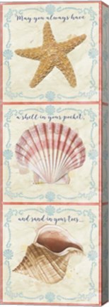 Framed Sea Shells  -  D Print
