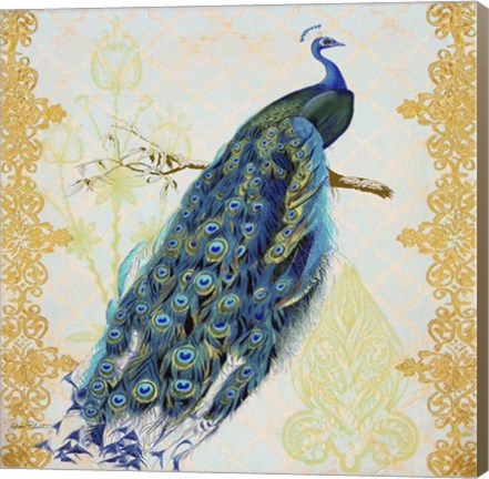 Framed Beautiful Peacock  -  A Print