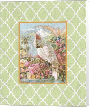 Framed Cockatiel Beauty  -  A  -  Green Print