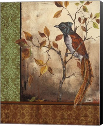 Framed Paradise Flycatcher Print