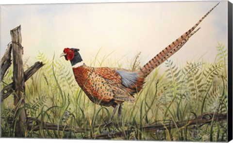 Framed Glorious Pheasant Print