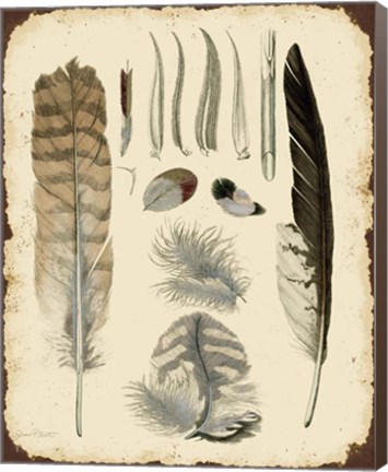 Framed Vintage Feather Study - A Print
