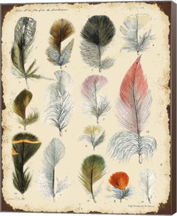 Framed Vintage Feather Study - B Print