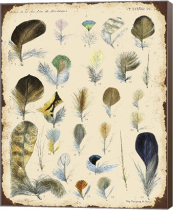 Framed Vintage Feather Study - C Print