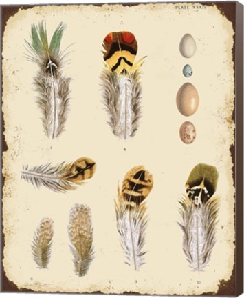 Framed Vintage Feather Study - D Print