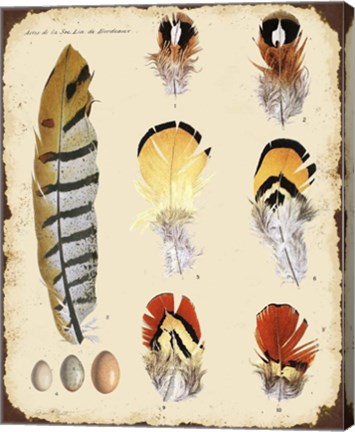 Framed Vintage Feather Study - E Print
