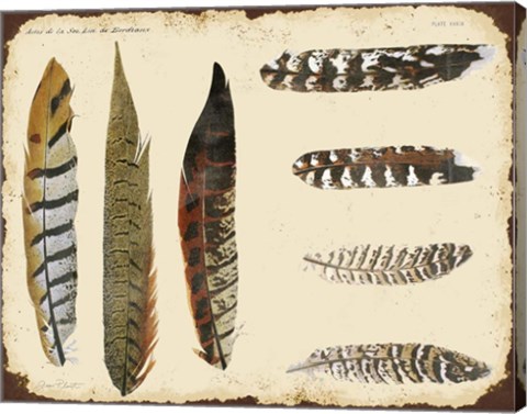 Framed Vintage Feather Study - F Print