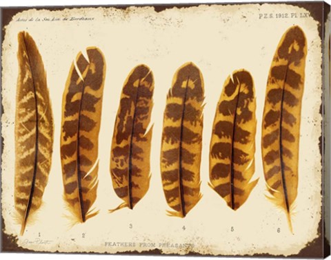 Framed Vintage Feather Study - G Print