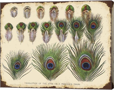 Framed Vintage Feather Study - H Print