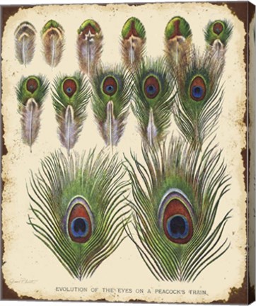 Framed Vintage Feather Study - I Print