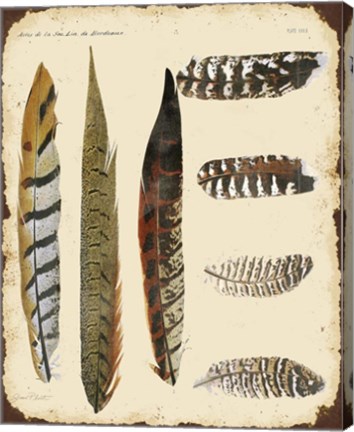 Framed Vintage Feather Study - J Print