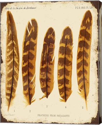 Framed Vintage Feather Study - K Print
