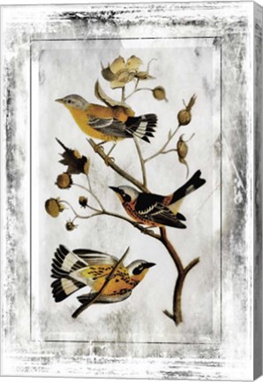 Framed Birds With Class - B Print