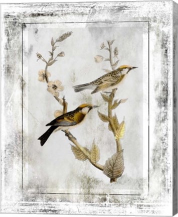 Framed Birds With Class - C Print