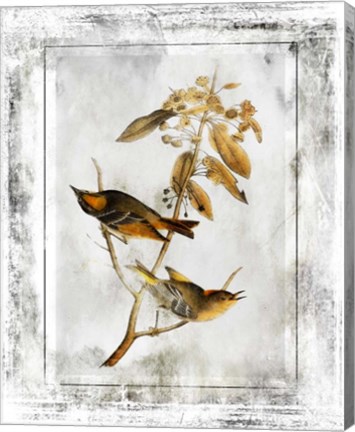 Framed Birds With Class - D Print