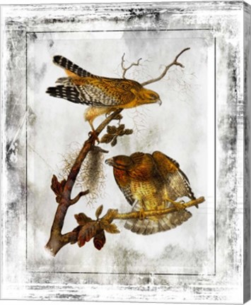Framed Birds With Class - F Print